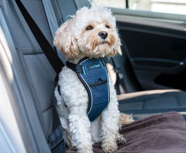 The Company of Animals Carsafe Crash Tested Dog Harness