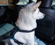 The Company of Animals Carsafe Crash Tested Dog Harness