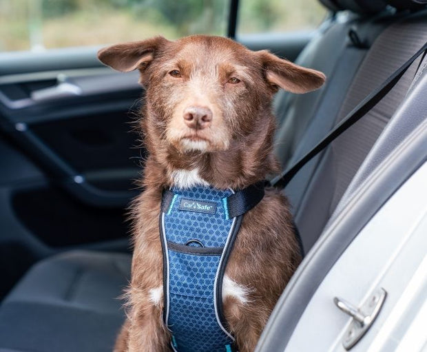 The Company of Animals Carsafe Crash Tested Dog Harness