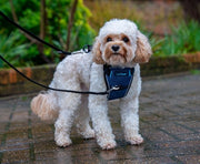The Company of Animals Carsafe Crash Tested Dog Harness