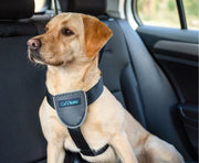 The Company of Animals Carsafe Dog Travel Harness