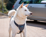 The Company of Animals Carsafe Dog Travel Harness