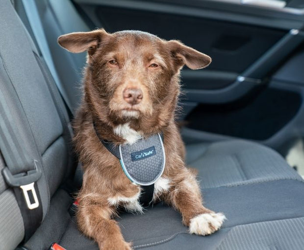 The Company of Animals Carsafe Dog Travel Harness