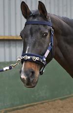 Whitaker Lungeing Cob Whitaker Lunge Cavesson Navy