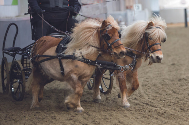 Zilco Driving Harness Mini Zilco SL Pair Driving Harness Mini, Shetland and Small Pony