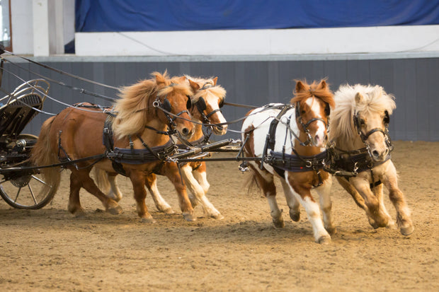 Zilco Driving Harness Mini Zilco SL Team Driving Harness Mini, Shetland, Small Pony