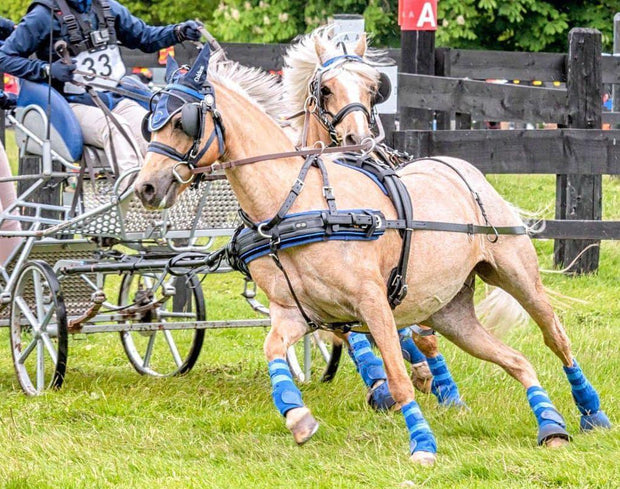 Zilco Driving Harness Pony Zilco Classic Tandem Leader Harness