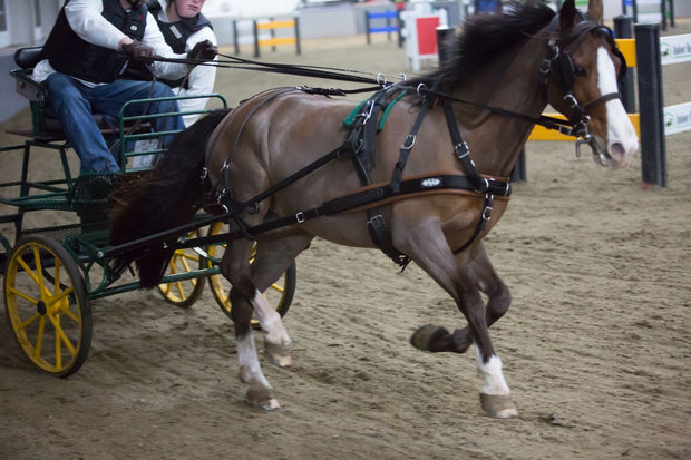 Zilco Driving Harness Pony Zilco WebZ Driving Harness Single