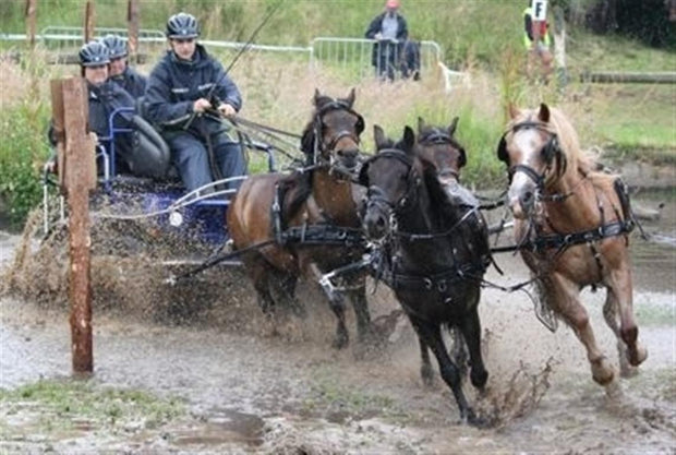 Zilco Driving Harness Small Pony Zilco SL Team Driving Harness Mini, Shetland, Small Pony