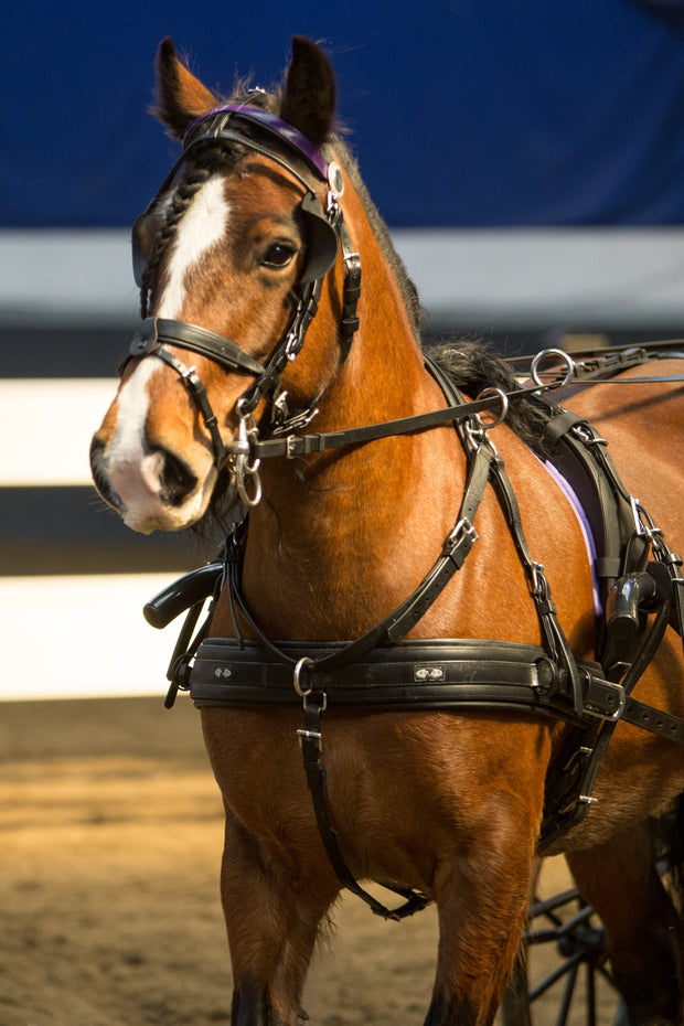 Zilco Driving Harness Zilco Bridle Half Cup Dolly Varden Blinkers