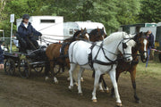 Zilco Driving Harness Zilco Classic Team Harness