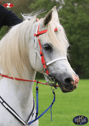 Zilco Zilco Deluxe Endurance Bridle Complete - Arab