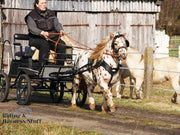 Zilco Driving Harness Zilco SL Harness Single Shetland and Small Pony - with Empathy Breastplate