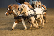 Zilco Driving Harness Zilco SL Team Driving Harness Mini, Shetland, Small Pony