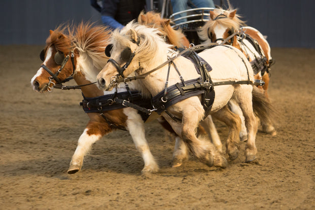 Zilco Driving Harness Zilco SL Team Driving Harness Mini, Shetland, Small Pony