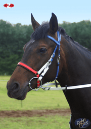 Zilco Bridle Zilco Tri Colour Marathon Bridle